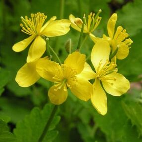 Celandine για θηλώματα
